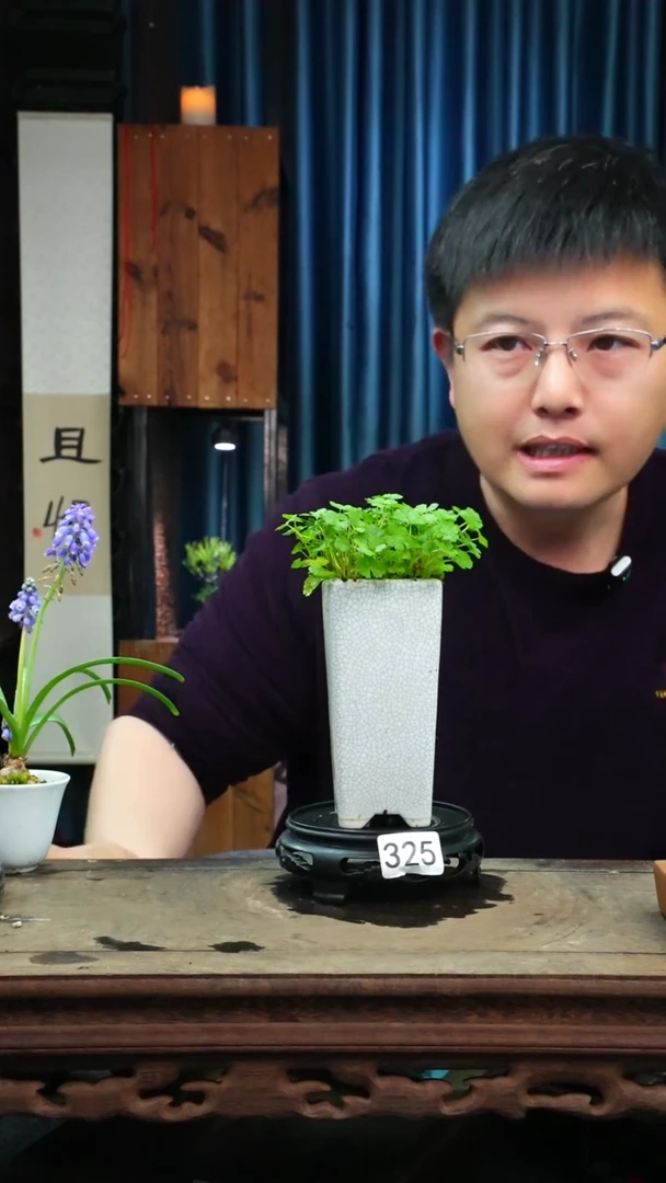 【闪购商品】苔藓微景观325号