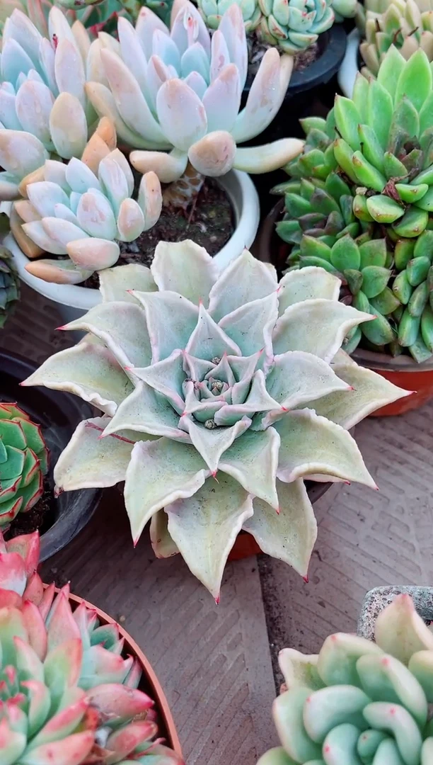 04156多肉植物一物一拍