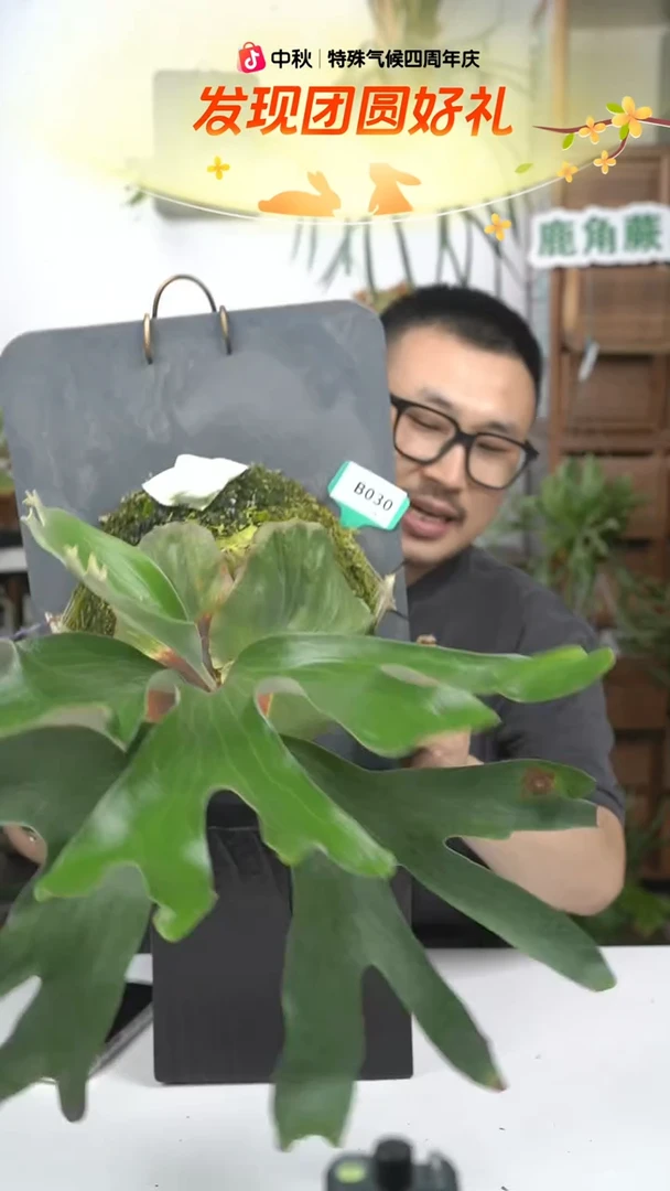 不开花植物B030-lucy鹿角蕨