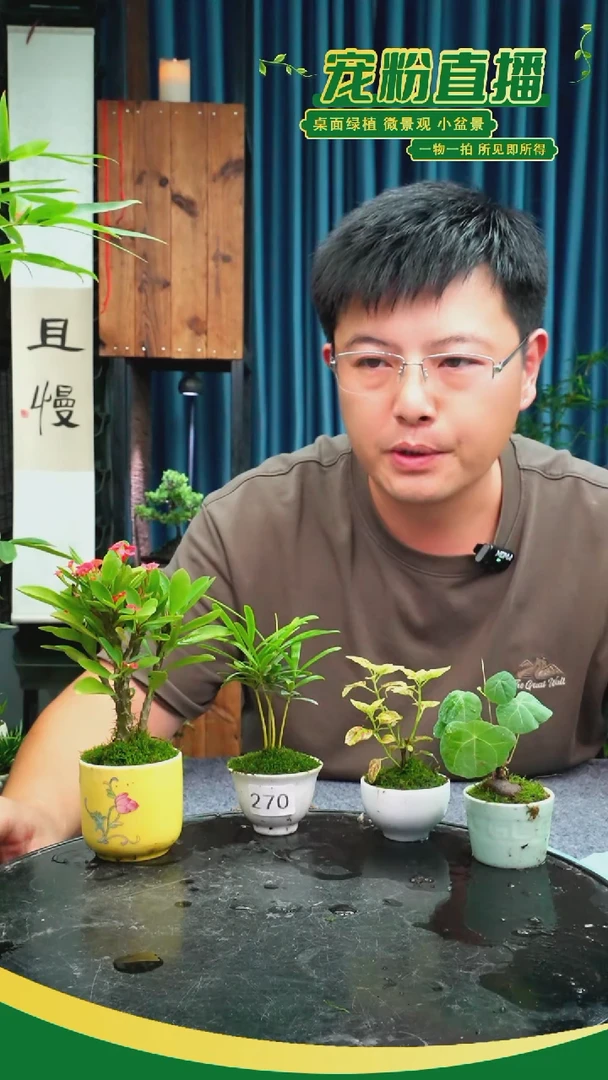 无花朵沉****8苔藓微景观270号