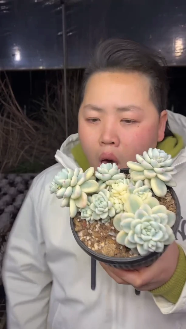 【闪购商品】65-劳尔锦9.99