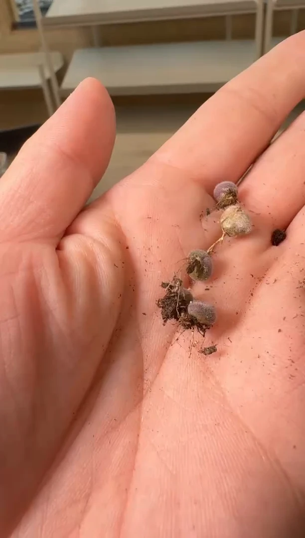 24-216多肉植物肉锥
