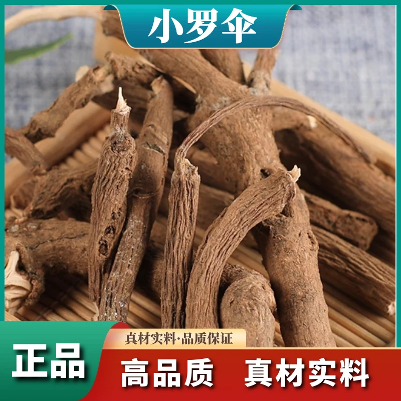 朱砂根正品小罗伞珍珠盖凉伞斑叶朱砂跟山血丹小凉伞新货叶菜包邮