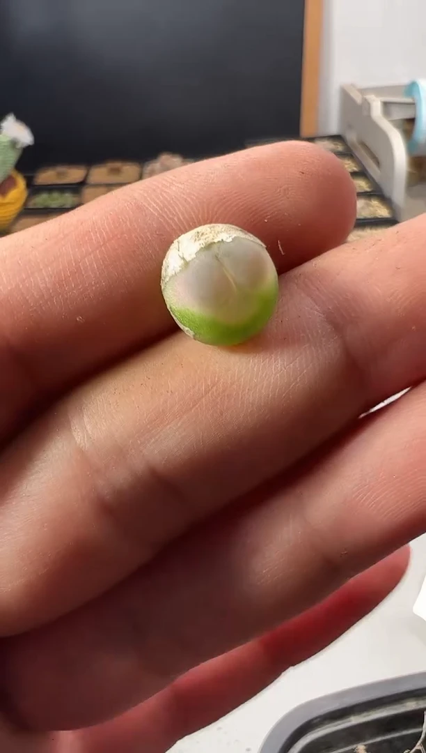 一物一拍     默认微瑕  241