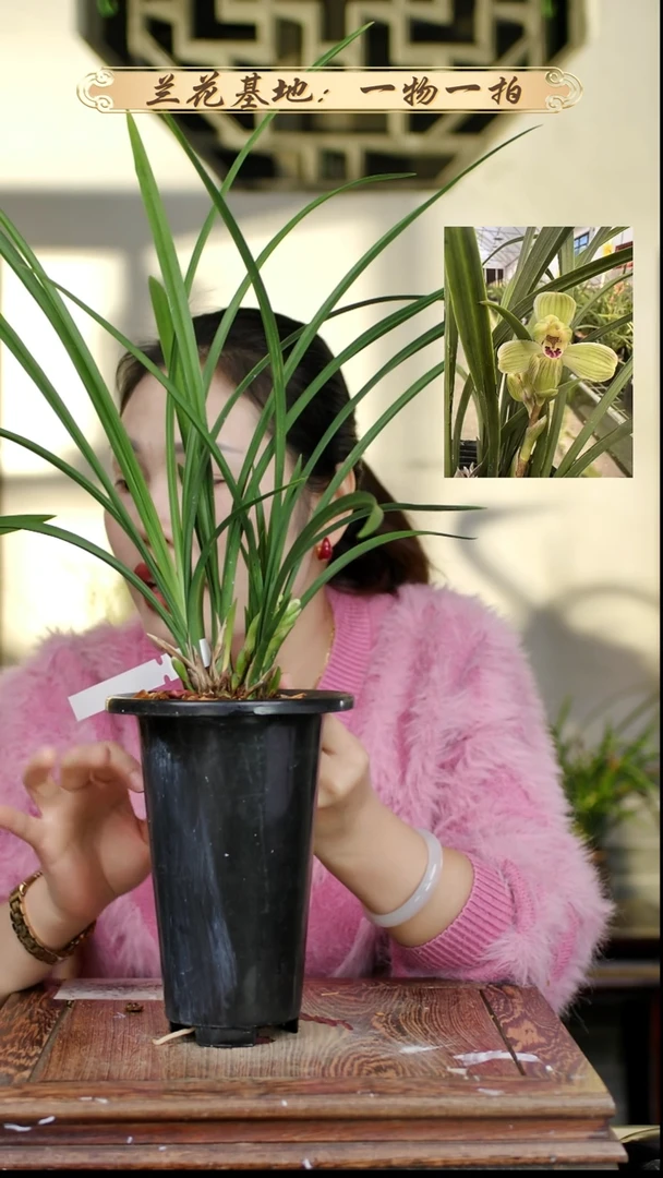 完全开放春剑梅瓣