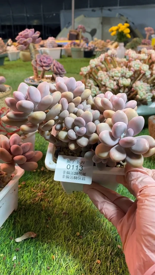 【闪购商品】0113a