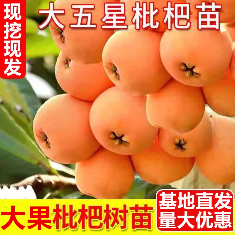 枇杷树苗果树果苗果树苗种植苗南方北方水盆栽水果白玉当年结果苗