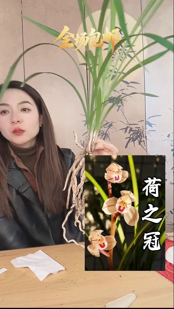当前无花栽培后可以开花：荷之冠