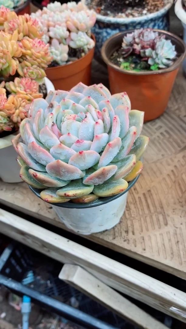 【闪购商品】22069