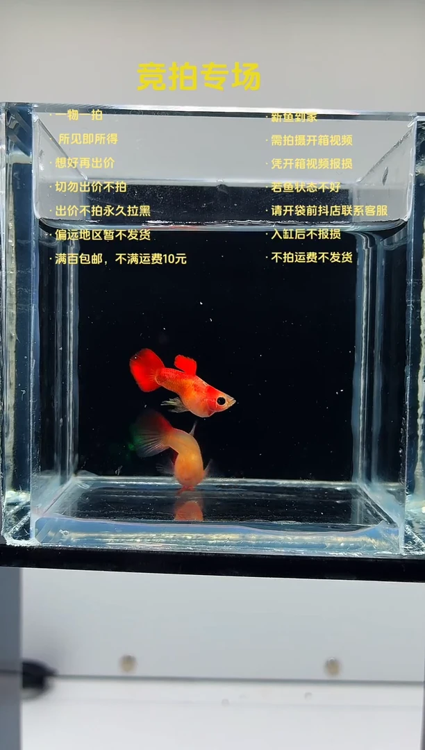 红礼服玻璃猫一对-81