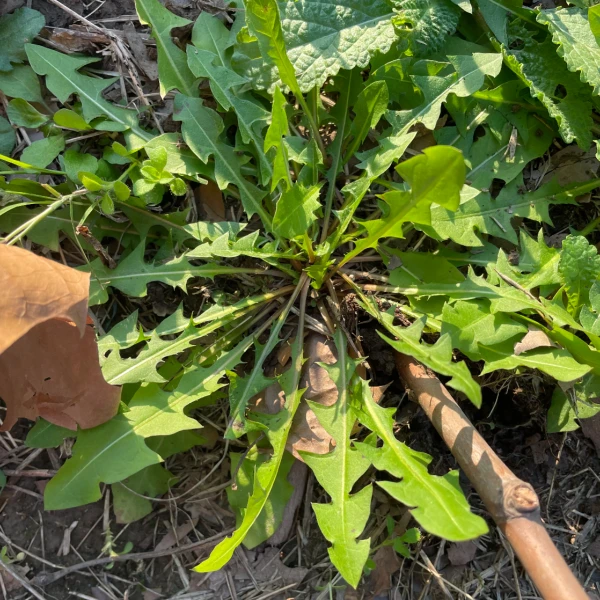 蒲公英婆婆丁 密云大山里的野菜 能吃能泡茶200g-500g