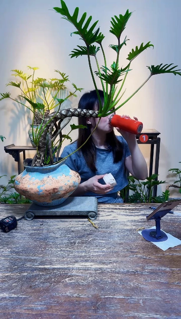 无花朵龙鳞小天使龙鳞小天使