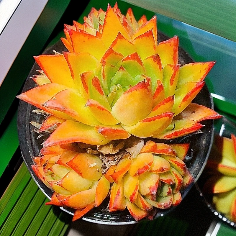 77多肉植物（口红） 多肉植物养护裸根产地产品