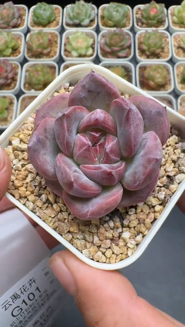 100G云禹多肉植物 脱土纸巾打包 3颗包邮