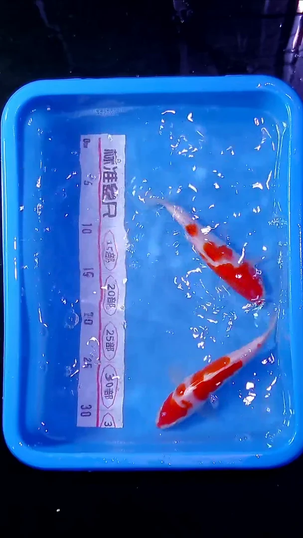 锦鲤直播间菁选 对版发货 22