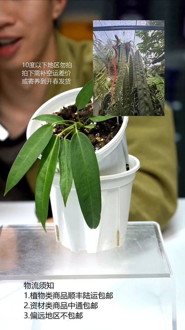 完全开放日本温蒂 01