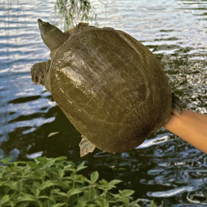 正宗外塘青黄背甲鱼5只5-6斤 顺丰鲜活到家 死亡包赔12