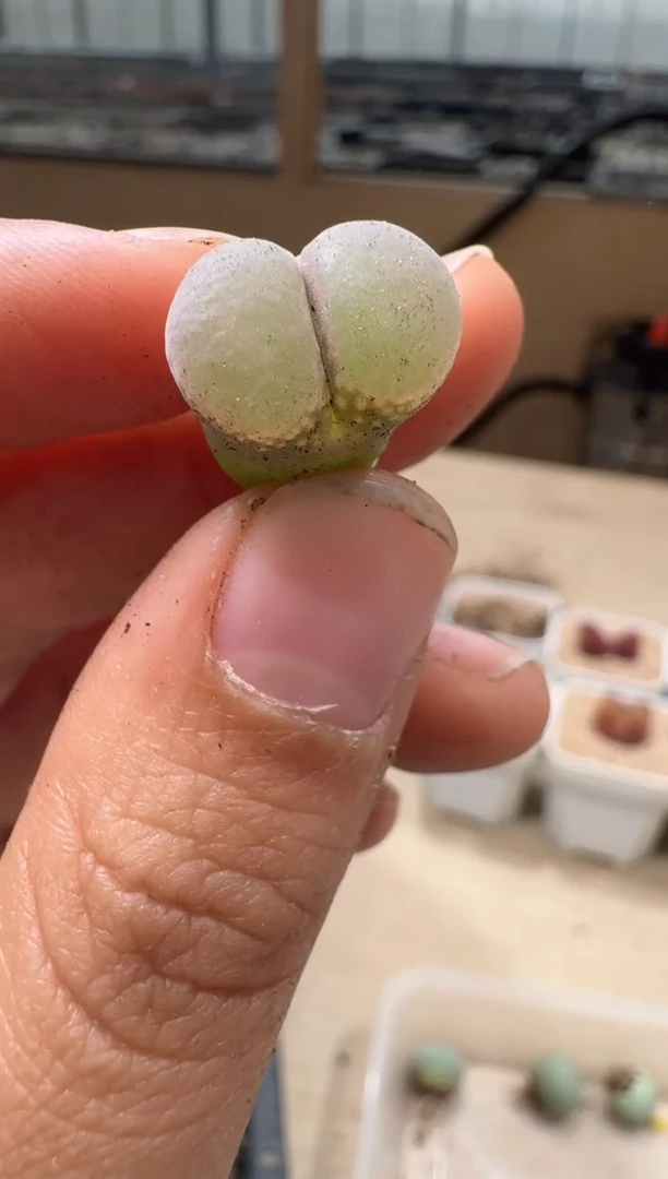 20-78多肉植物肉锥