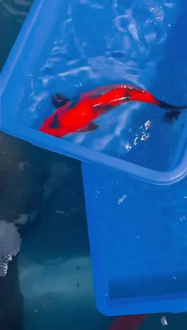 锦鲤老大 云景锦鲤