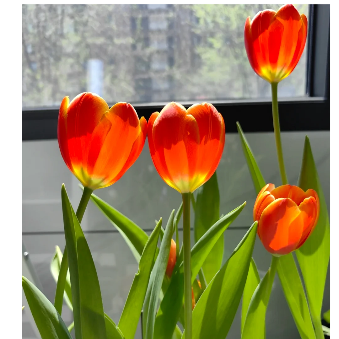 【王安园艺】高品质橙色范伊克郁金香基地直发高品质鲜切花生活鲜花