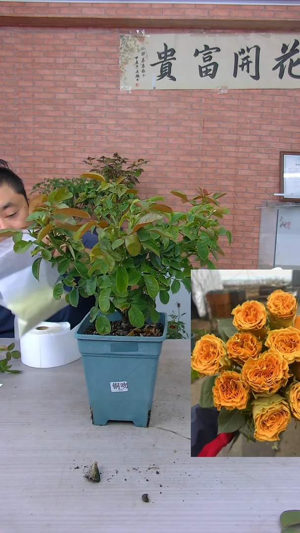 当前无花朵，栽培后可花朵铜吻