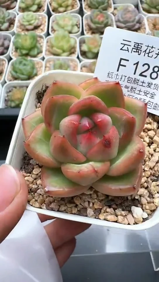 128F云禹多肉植物 默认脱土纸巾打包 3颗包邮