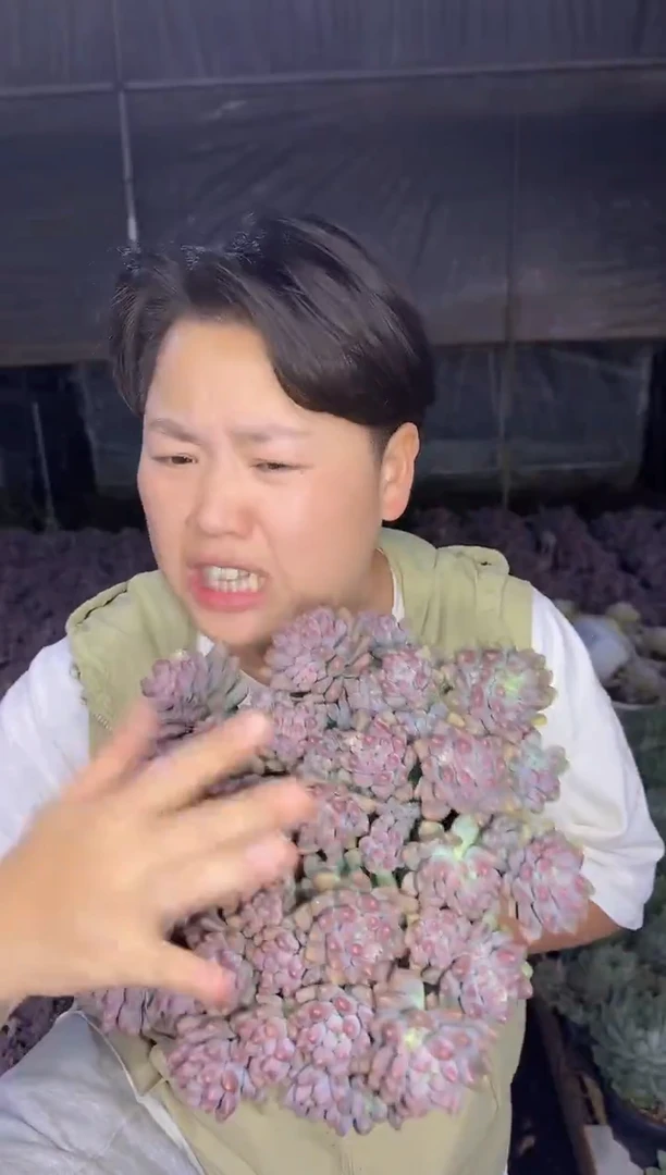 大号星黛露带盆土9.99