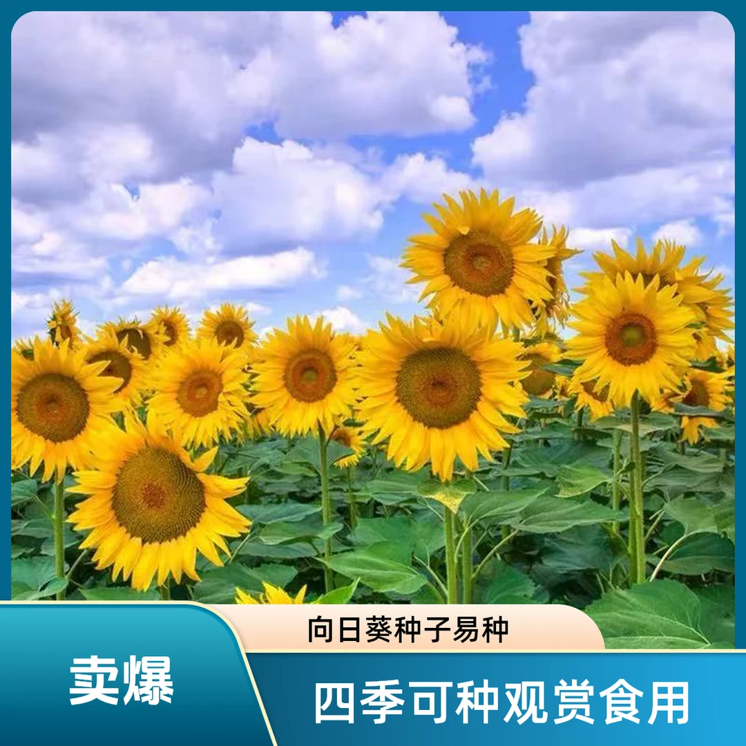 【四季开花矮向日葵】种子庭院阳台食用观赏一年生花卉植物