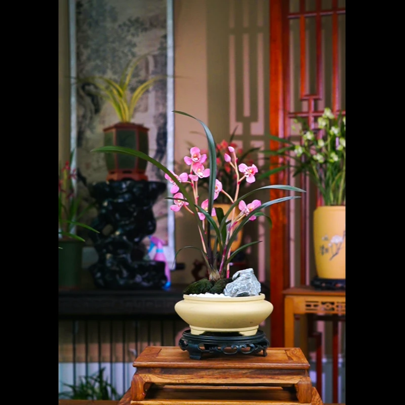建兰 带花苞[红草红荷]精致典雅 茶台必摆高级兰花盆景