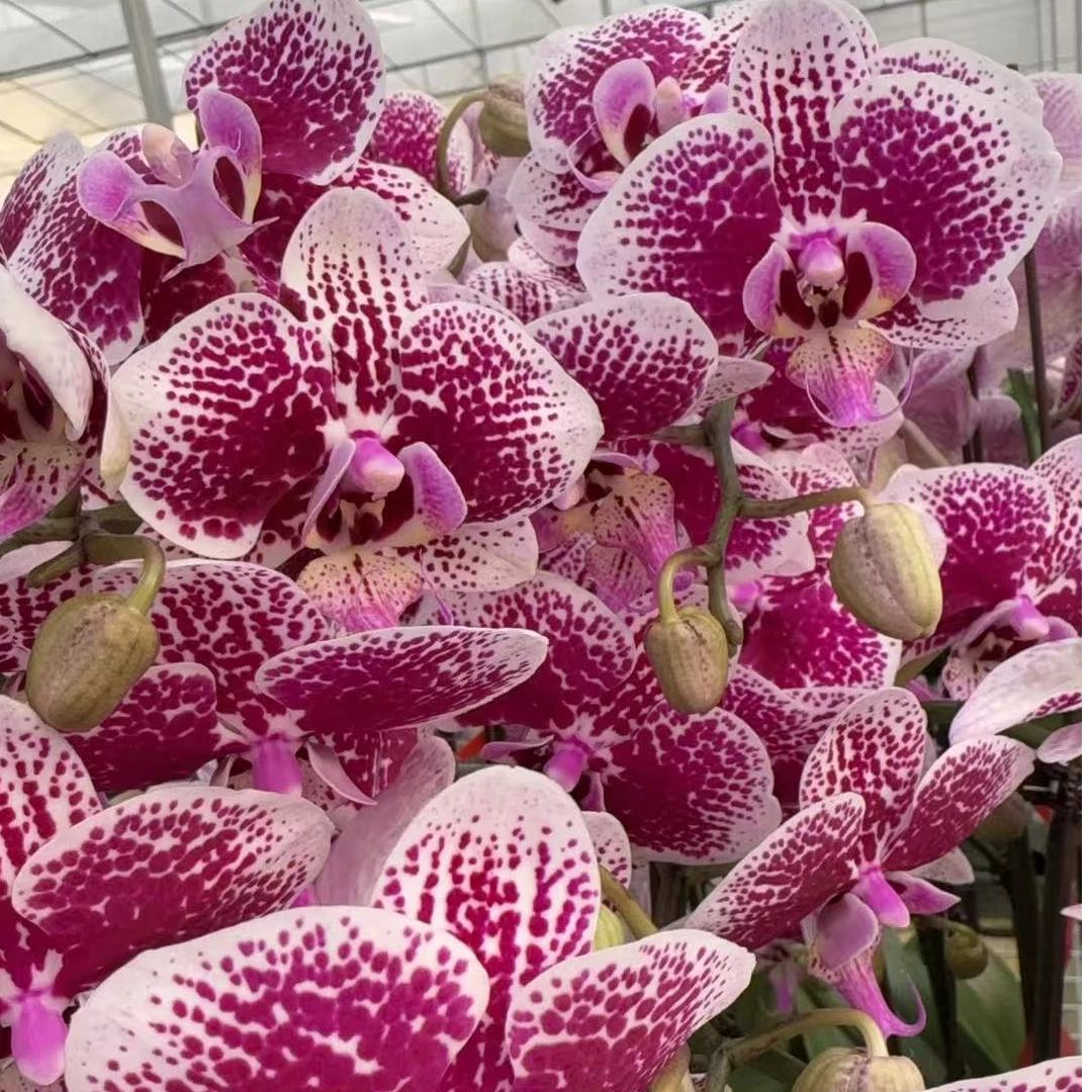 蝴蝶兰财神【3.5原杯带花带花苞】盆栽室内花卉四季好养活