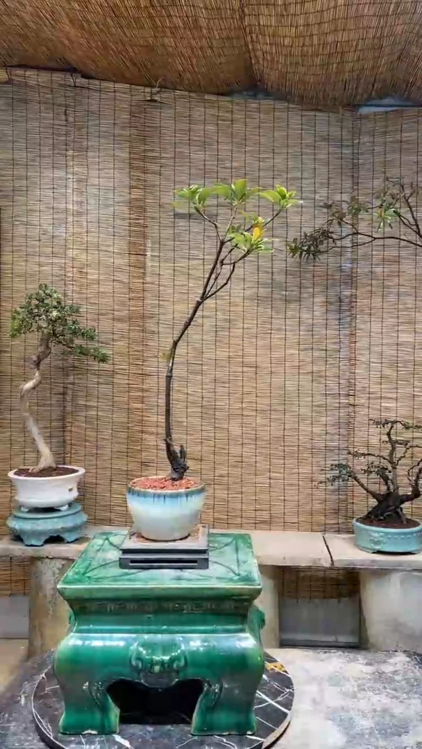 【闪购商品】海岛春花