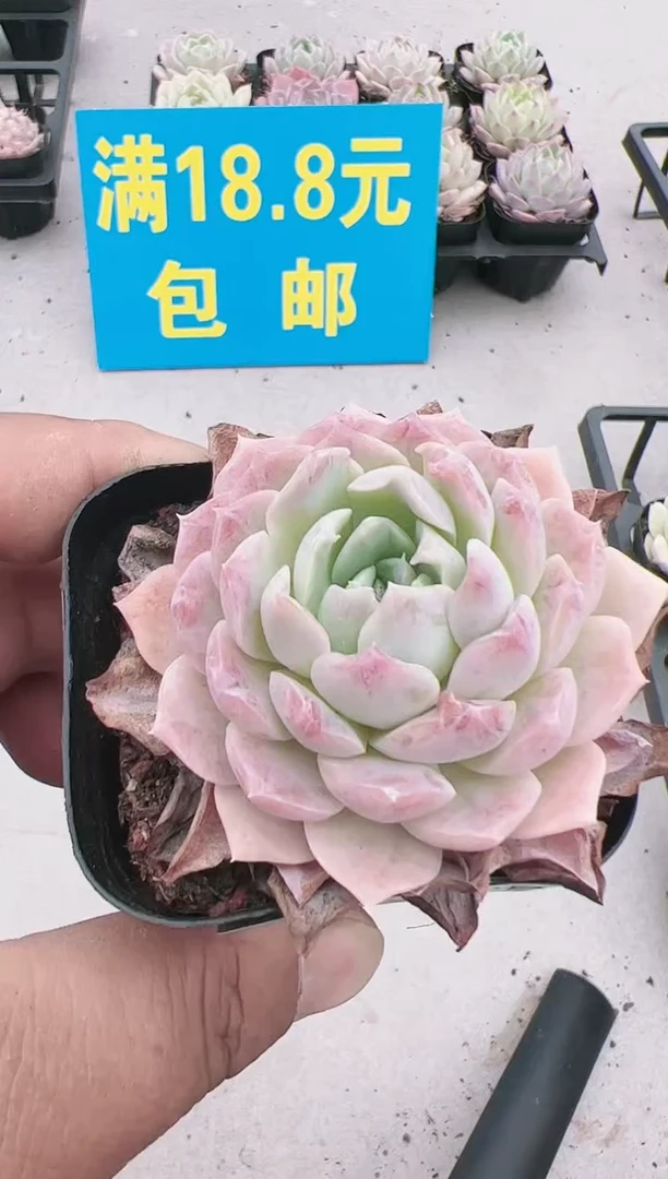 东云二店------66