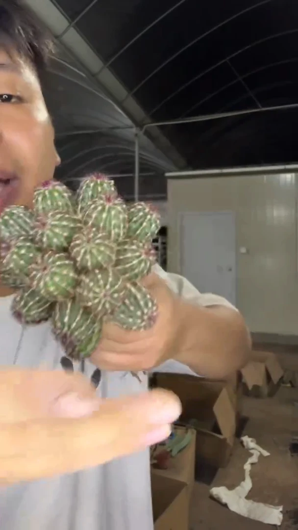 多头 青花虾【嫁接】