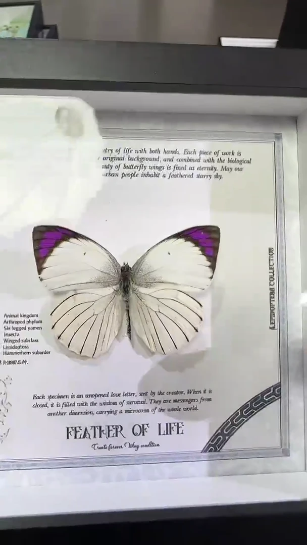 木微瑕紫秀柯粉蝶