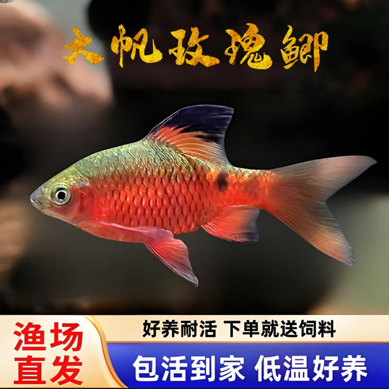 大帆玫瑰鲫鱼冷水观赏鱼原生溪流缸造景耐低温好养活体新手推荐