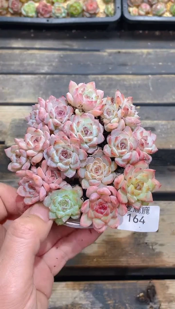 164彩钻      量拍