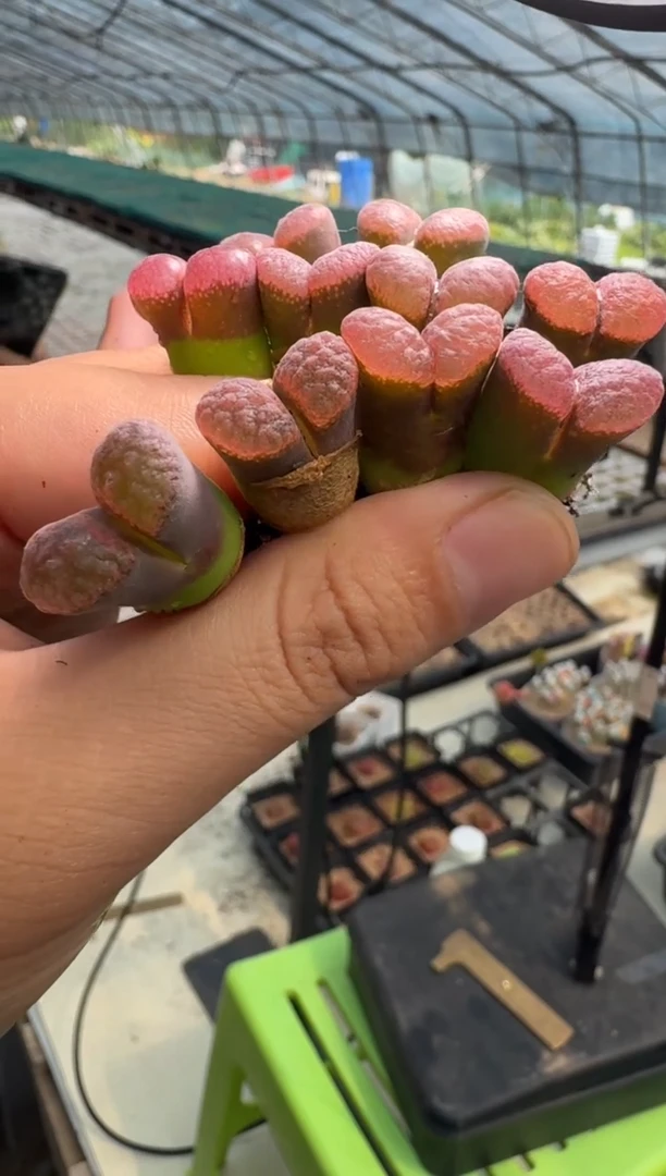 13-12多肉植物肉锥水晶麒麟一颗