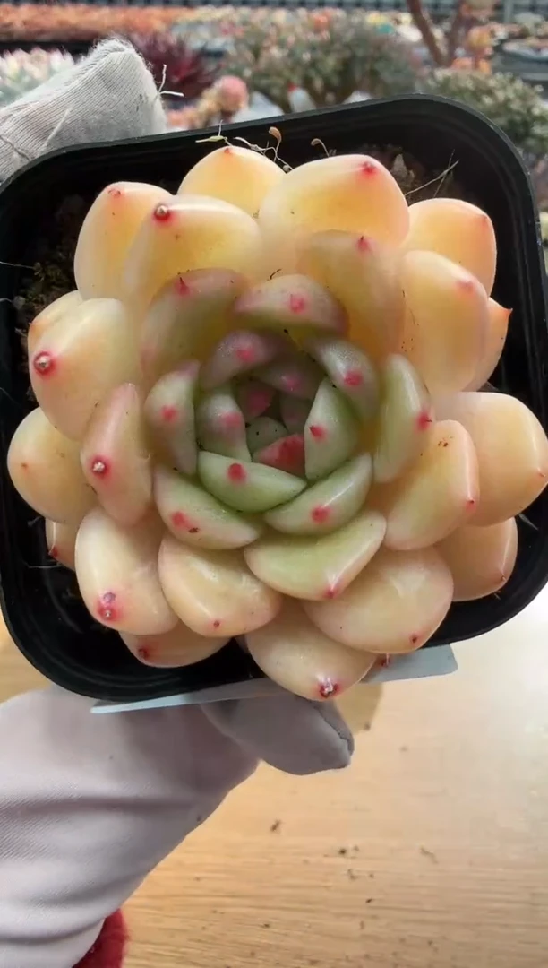 东云多肉园二店-83