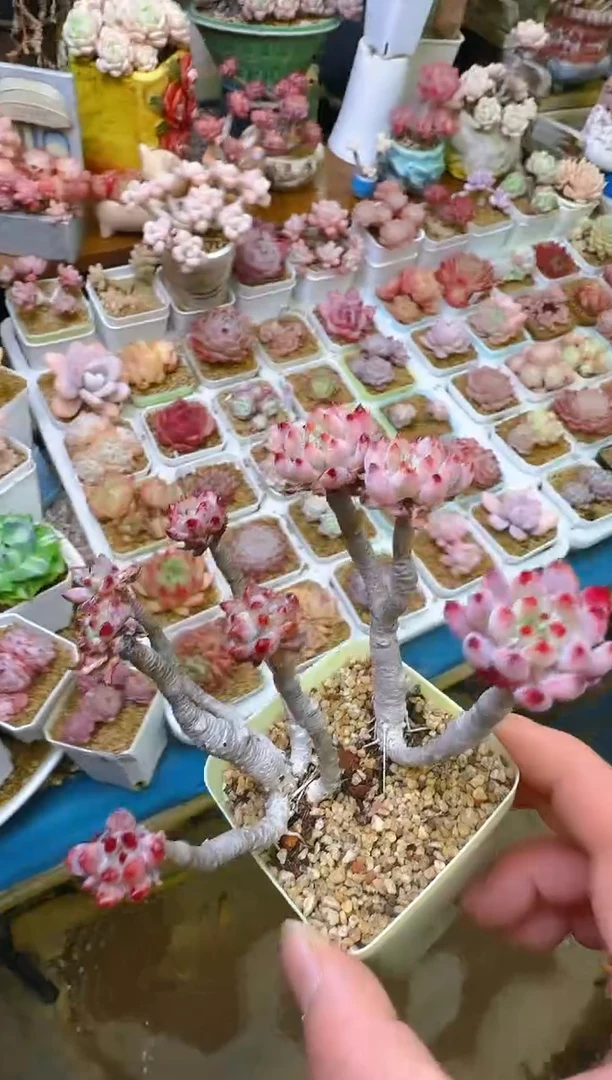 【闪购商品】福—237—仙农（蓝苹果）