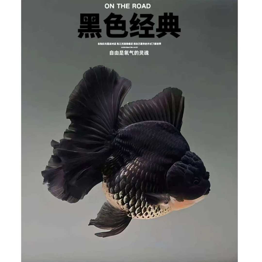 【1号链接福利品玛丽3条不包邮】渔场直发精品金鱼玛丽录制售后视频