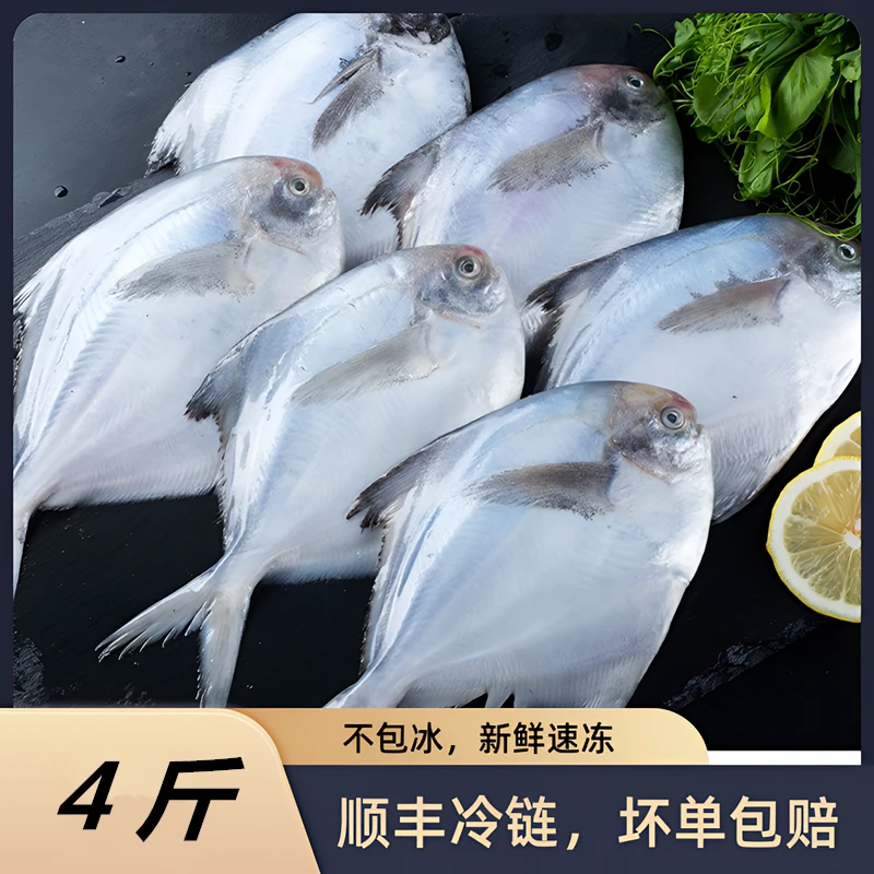鲳鱼新鲜速冻本地海捕银鲳鱼白鲳鱼平鱼顺丰冷链坏单包赔家庭实惠