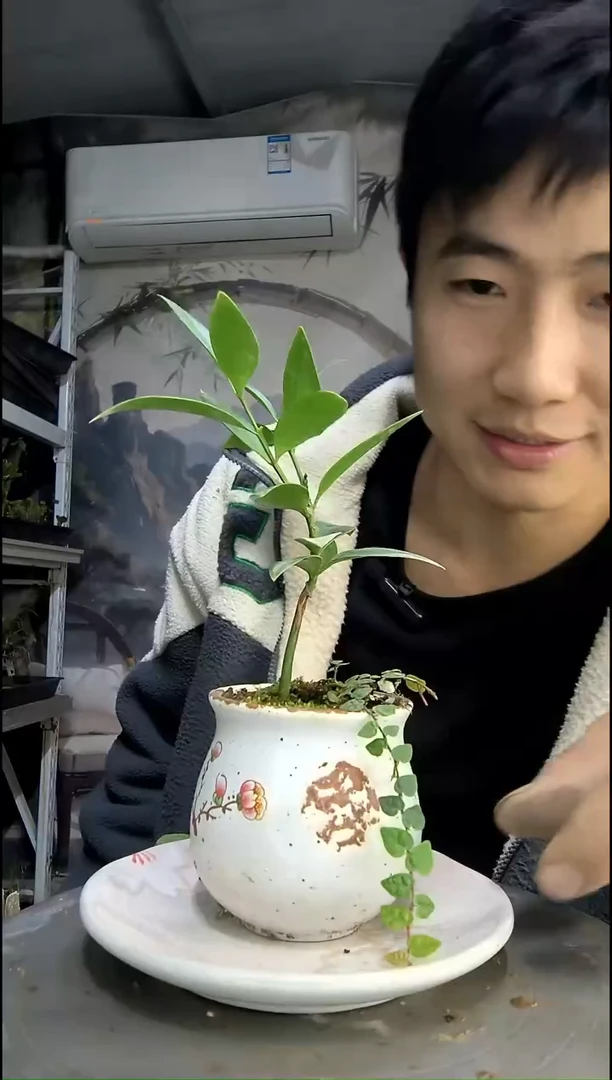 宝****)中青园艺一物一拍62