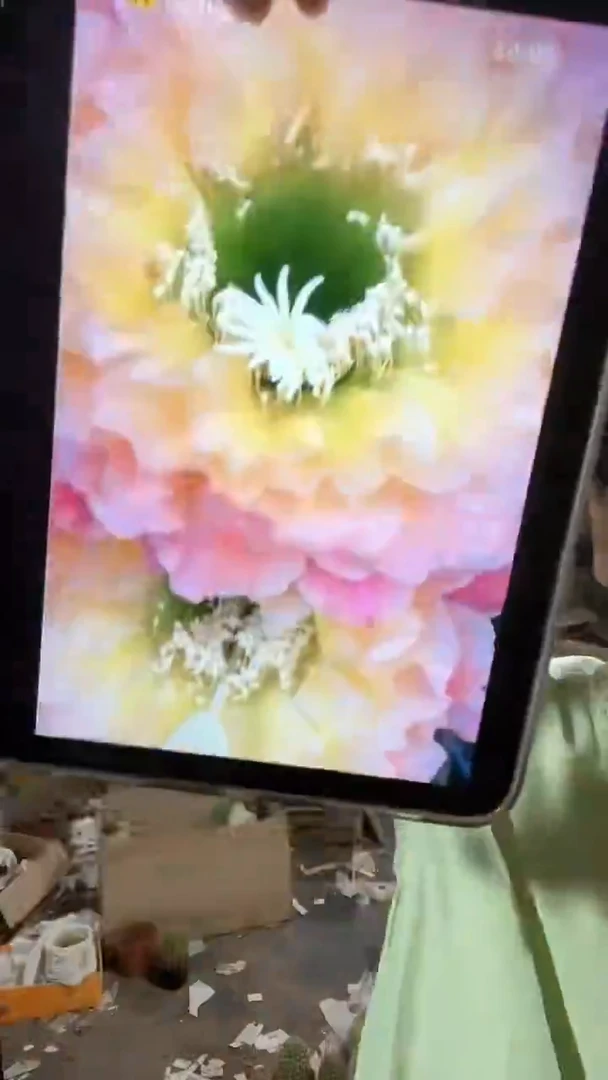 毛花柱开花品种倾城之恋毛花柱