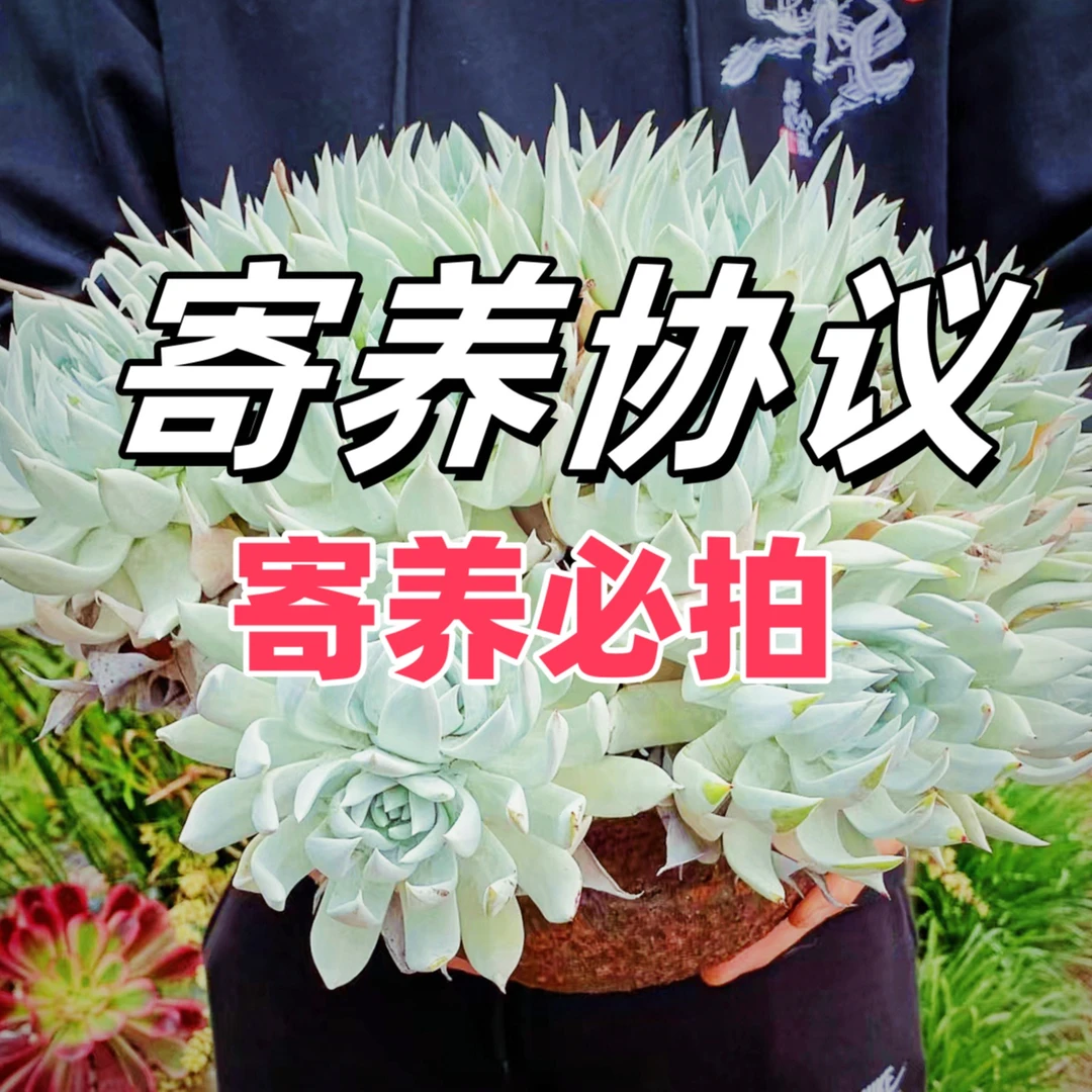 宇阳多肉寄养链接（寄养必拍)拍下默认认可此协议