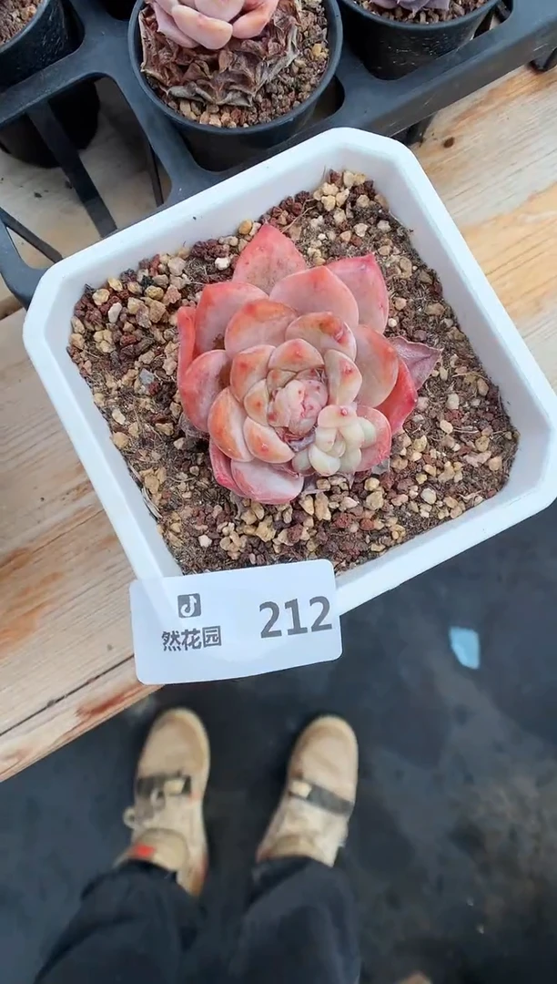 【闪购商品】212糖心一物一拍