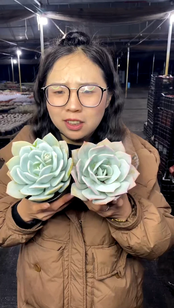 【闪购商品】17-单头抹茶2颗5.8