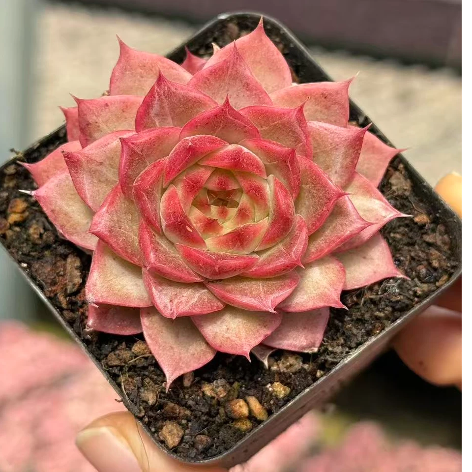7#芍药仙子多肉植物 前男友精品多肉SM1149
