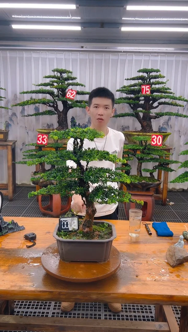 无花朵精品盆景直播间一物一拍