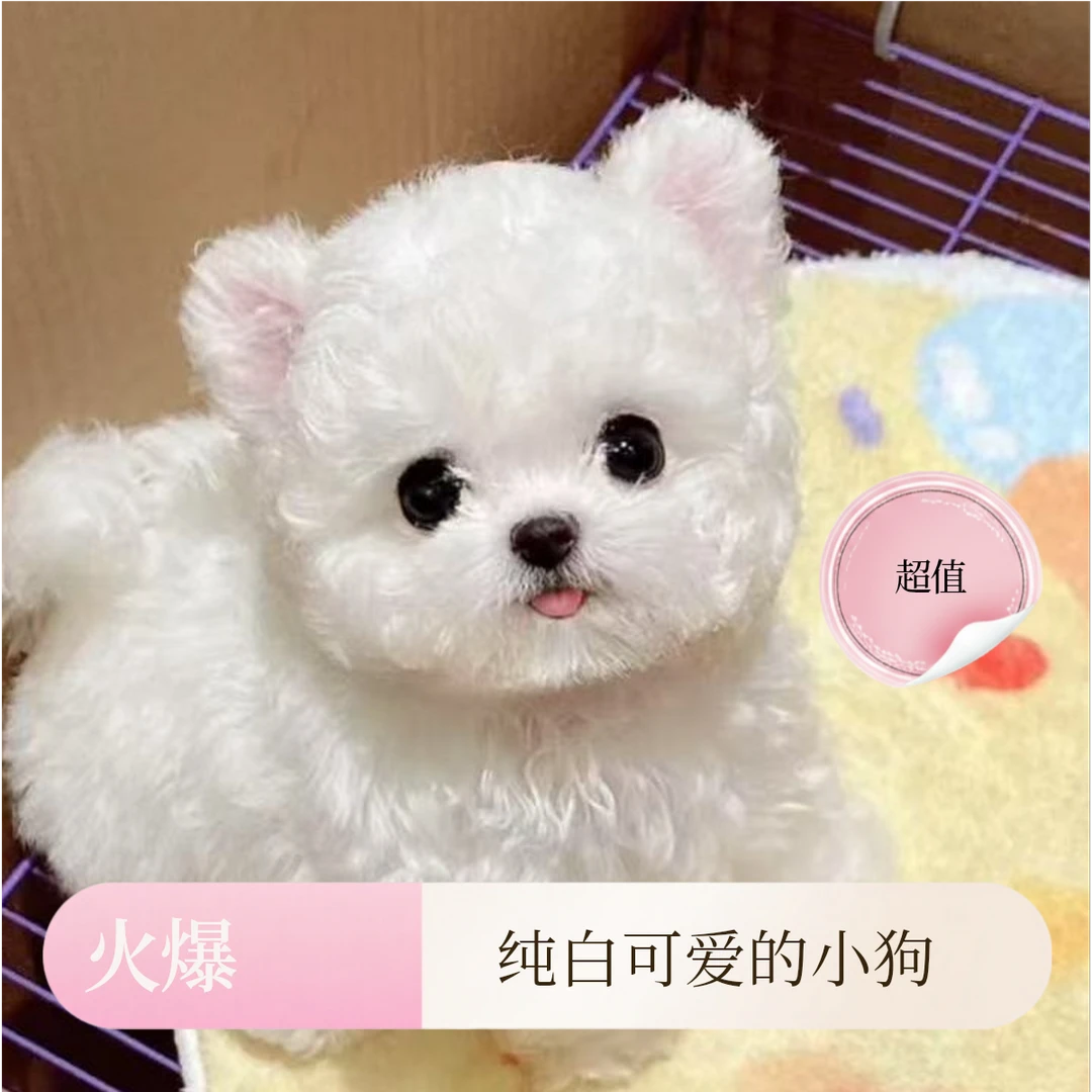 【得宠】小体比熊西高地犬雪纳瑞小奶狗预定链接小个子宠物宠物狗