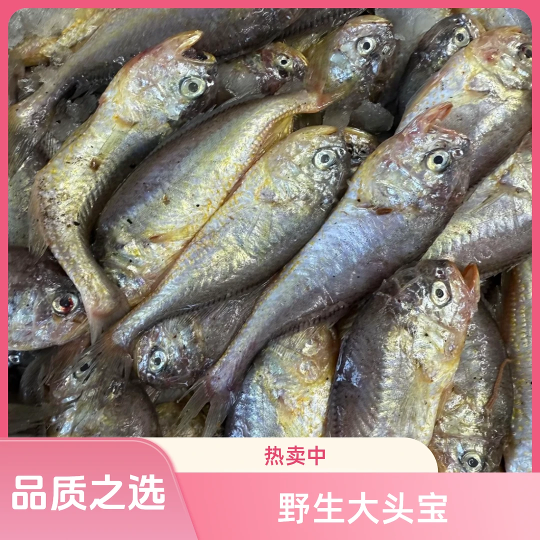 【大头宝】野生海捕大头宝鱼也叫梅童鱼，3、4斤装，京东顺丰包邮